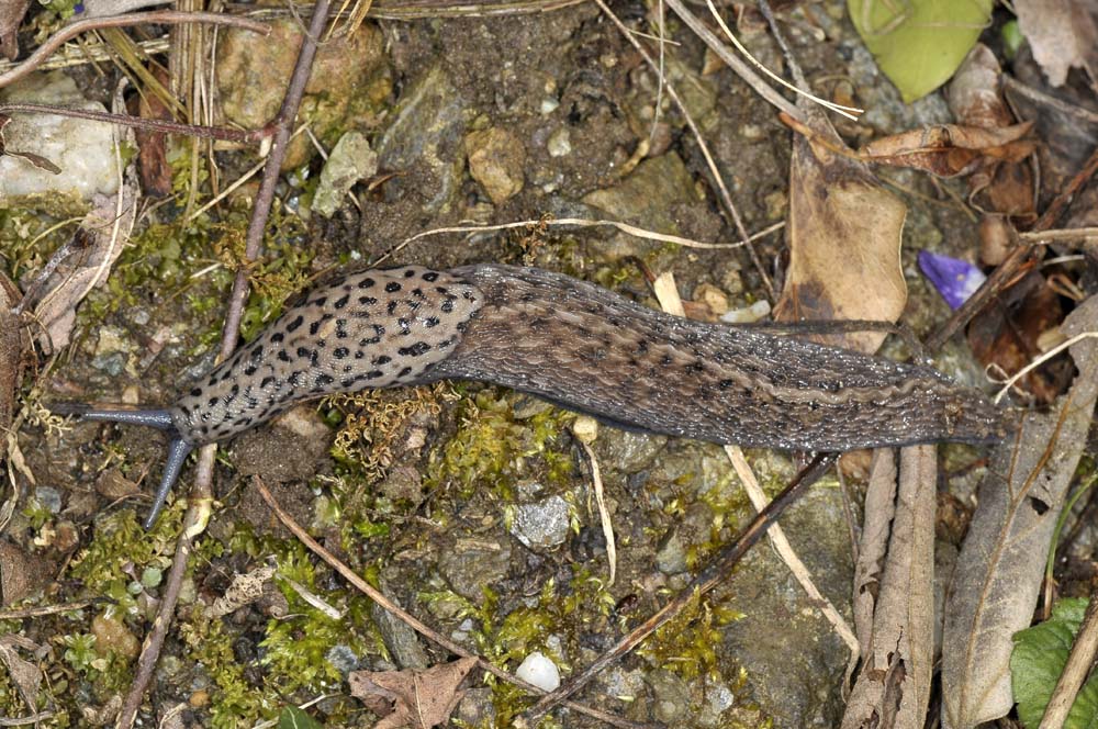 Limax cf. subalpinus da  Avigliana (TO)